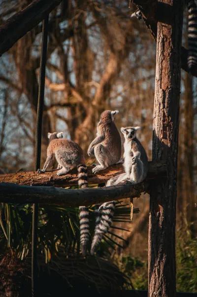 beauval